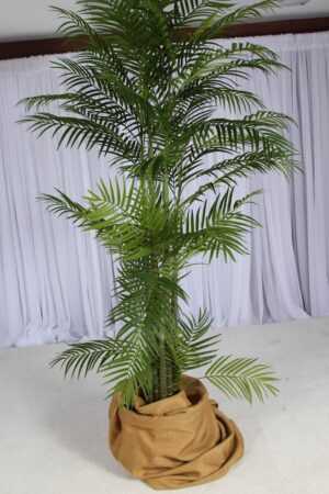 Areca Paradise Palm 7"